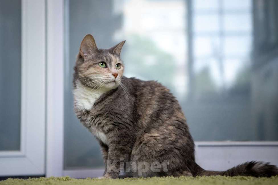 Кошки в Москве: Стефани Девочка, Бесплатно - фото 3