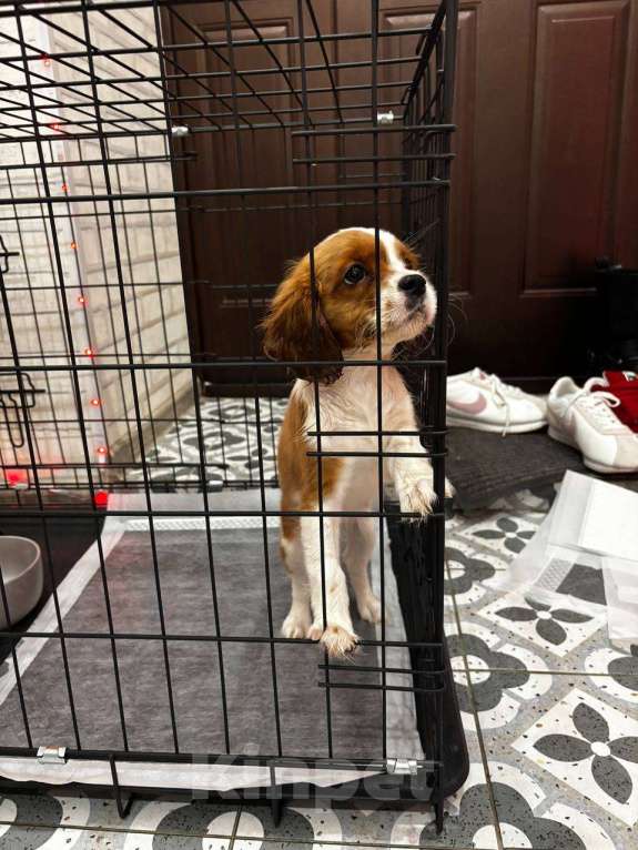 Собаки в Санкт-Петербурге: кавалер кинг чарльз спаниель щенок девочка Девочка, 90 000 руб. - фото 1