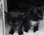 Кошки в Туле: Котёнок Мальчик, Бесплатно - фото 6