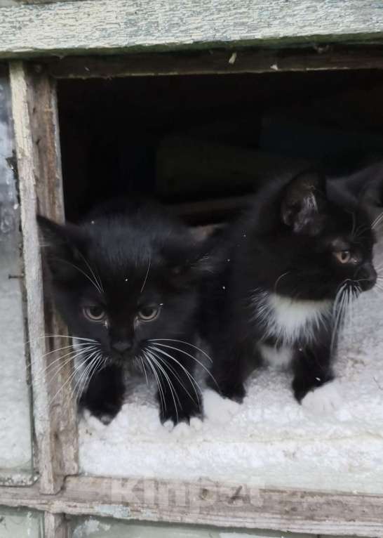 Кошки в Туле: Котёнок Мальчик, Бесплатно - фото 6