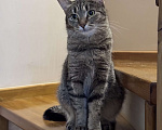 Кошки в Москве: Котенок в добрые руки Девочка, Бесплатно - фото 2