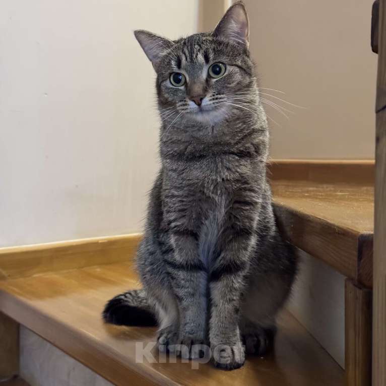 Кошки в Москве: Котенок в добрые руки Девочка, Бесплатно - фото 2