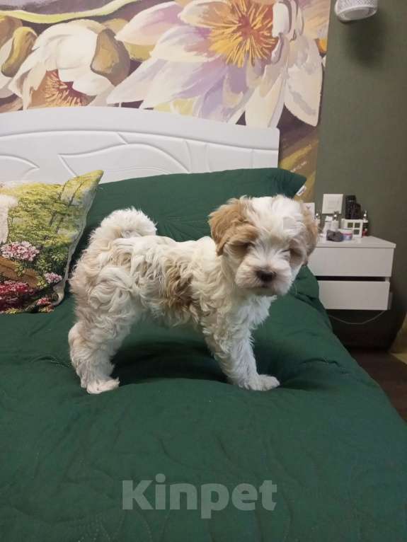 Собаки в Ногинске: Мой щенок- Подарок на Новый Год-Талисман Тибета на счастье Девочка, 75 000 руб. - фото 3