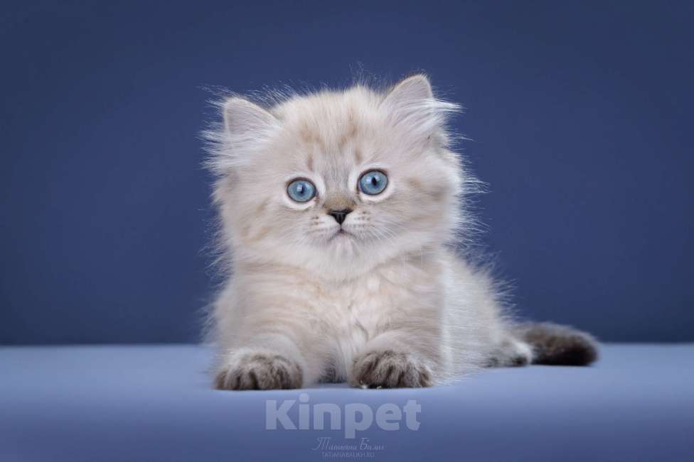 Кошки в Москве: Менуэт Девочка, 60 000 руб. - фото 1