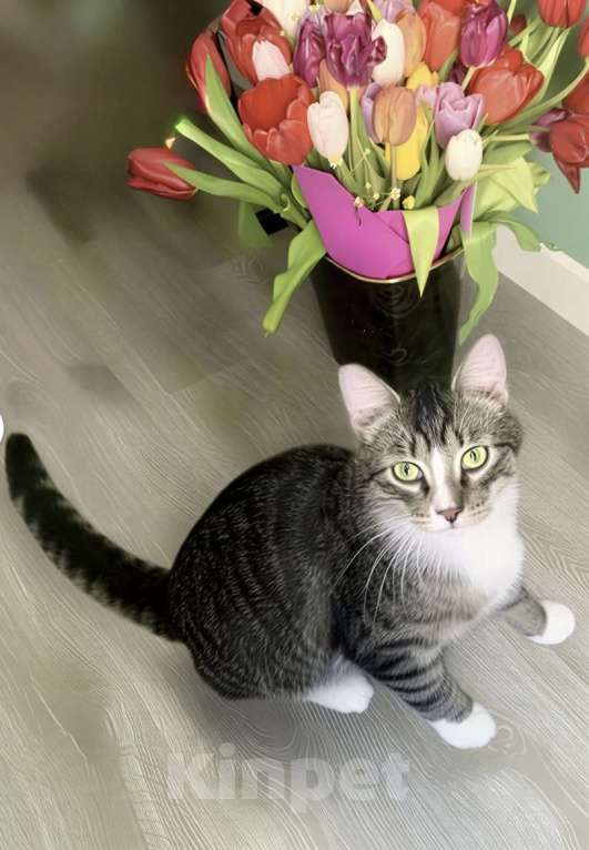 Кошки в Санкт-Петербурге: Котенок подросток ищет дом! Мальчик, Бесплатно - фото 3