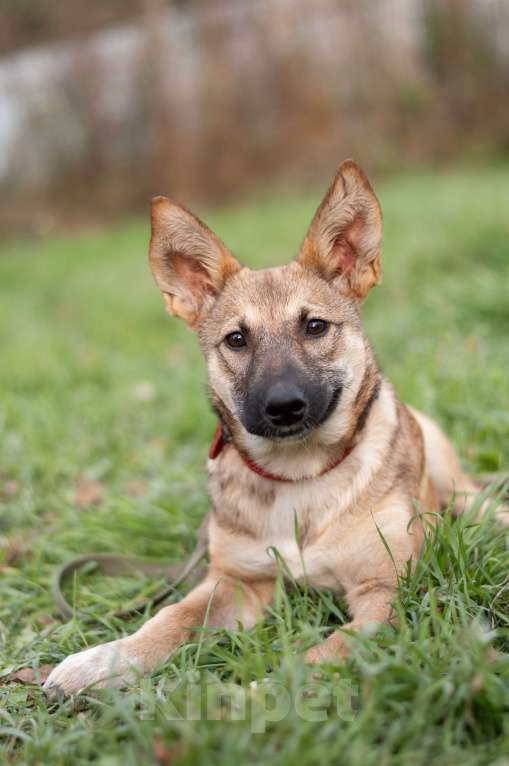 Собаки в других городах Владимирской области: В добрые руки щенок девочка Лилу Девочка, Бесплатно - фото 8