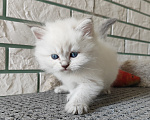 Кошки в Новосибирске: Котик блю табби Мальчик, Бесплатно - фото 2