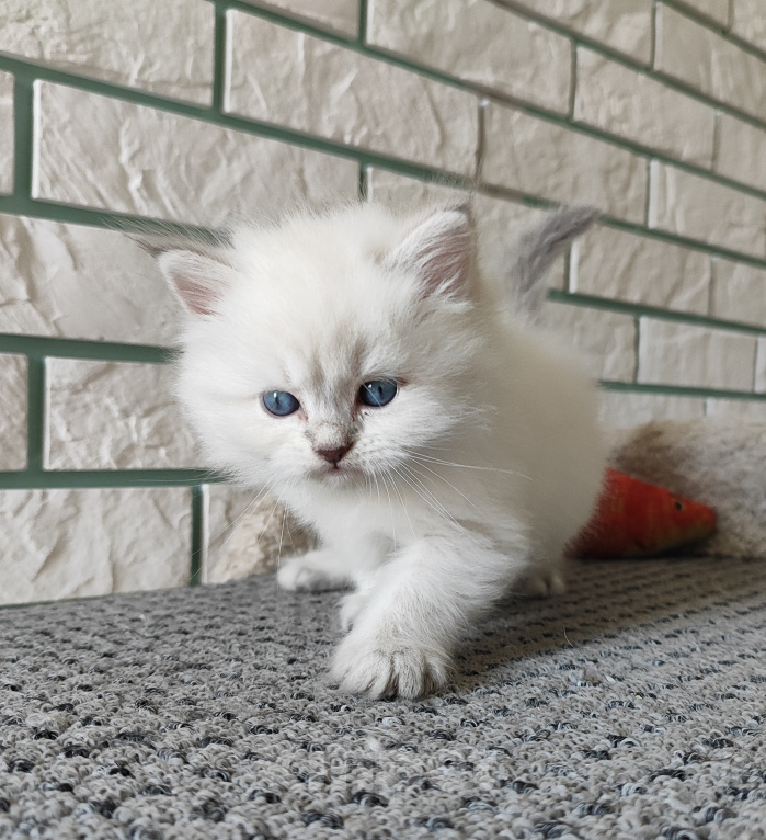 Кошки в Новосибирске: Котик блю табби Мальчик, Бесплатно - фото 2