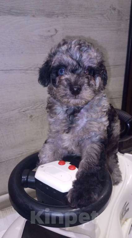 Собаки в Брянске: Шикарные щенки той пуделя🥰 Девочка, 40 000 руб. - фото 3