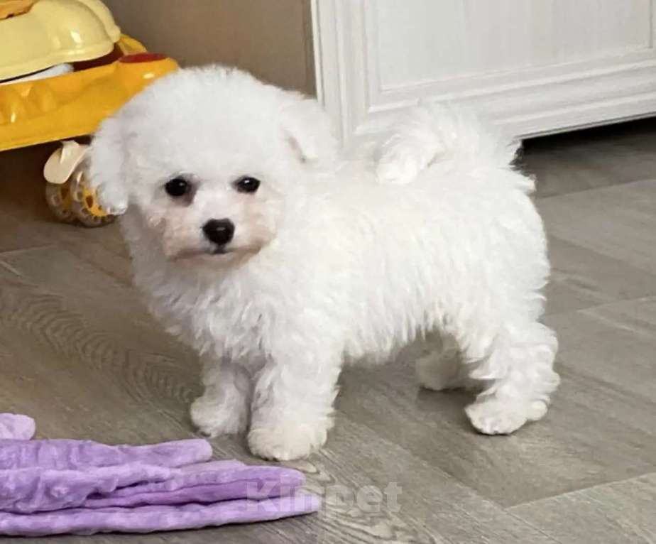 Собаки в Москве: Мальчишка Бишон Мальчик, 40 000 руб. - фото 4