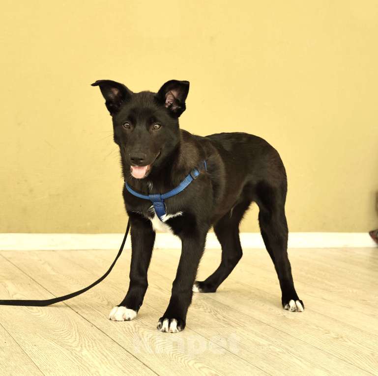 Собаки в Москве: Щенок бесплатно в Москве Мальчик, Бесплатно - фото 1