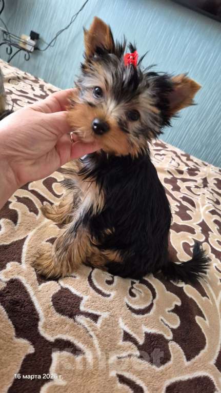 Собаки в Миассе: щенки йорка Мальчик, 40 000 руб. - фото 2