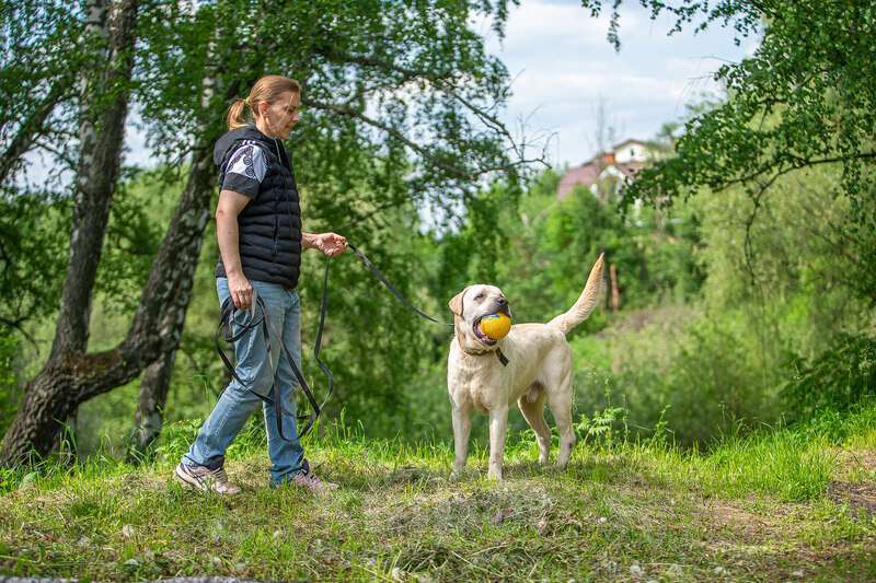 Собаки в Москве: Лабрадор Сева в добрые руки Мальчик, Бесплатно - фото 4