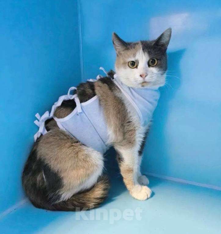 Кошки в Москве: кошка Рикса в самые добрые руки Девочка, Бесплатно - фото 1