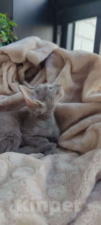 Кошки в Москве: Лиловая ориентальная девочка Девочка, 50 000 руб. - фото 5