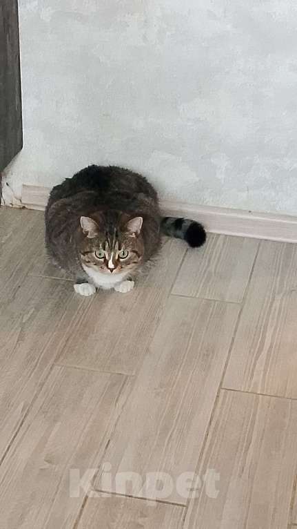 Кошки в других городах Калужской области: Потерялся кот Гена Мальчик, 1 руб. - фото 3