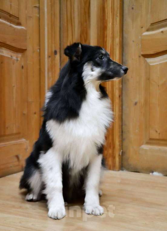 Собаки в Москве: Австралийская овчарка щенок аусси  Мальчик, 25 000 руб. - фото 4