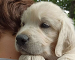 Собаки в Краснодаре: Золотистый ретривер щенок Мальчик, 45 000 руб. - фото 3