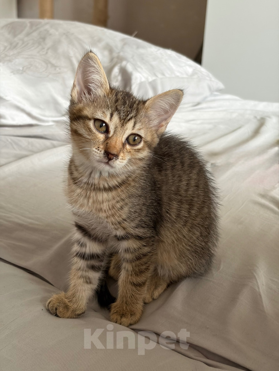 Кошки в Саратове: Котята в добрые руки Девочка, Бесплатно - фото 1