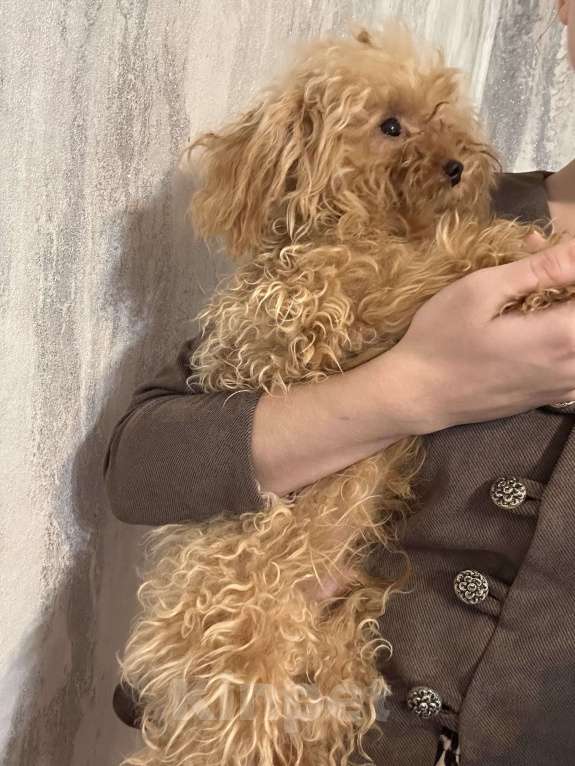 Собаки в Москве: Микро взрослый Мальчик, 300 000 руб. - фото 3