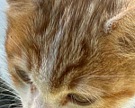 Кошки в Ростове-на-Дону: Котята  Мальчик, 50 руб. - фото 1