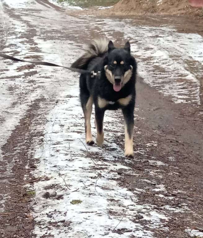 Собаки в Балашихе: метис лайки ищет хозяина Мальчик, Бесплатно - фото 3