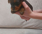 Собаки в Оренбурге: Щенки йоркширского терьера  Мальчик, 20 000 руб. - фото 5