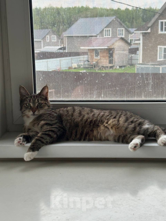 Кошки в Химках: Котенок в добрые руки Девочка, Бесплатно - фото 1