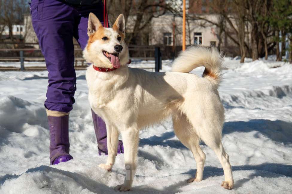 Собаки в Москве: Лисена, 5 лет Девочка, Бесплатно - фото 1