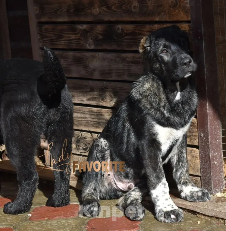 Собаки в Воронеже: Среднеазиатская Овчарка Разнополые, 60 000 руб. - фото 2