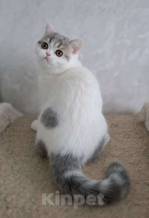 Кошки в Ярославле: Шотландская короткошерстная девочка Девочка, 30 000 руб. - фото 6