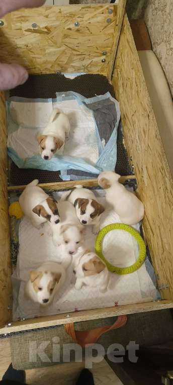 Собаки в Липецке: Порода:  джек-рассел-терьер Девочка, Бесплатно - фото 7