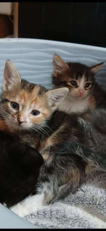 Кошки в Москве: котята Мальчик, Бесплатно - фото 2