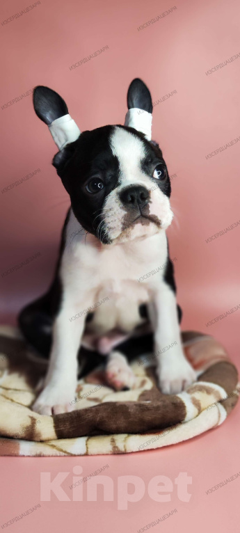 Собаки в Хотьково: Мальчик Бостон терьер  Мальчик, 65 000 руб. - фото 5