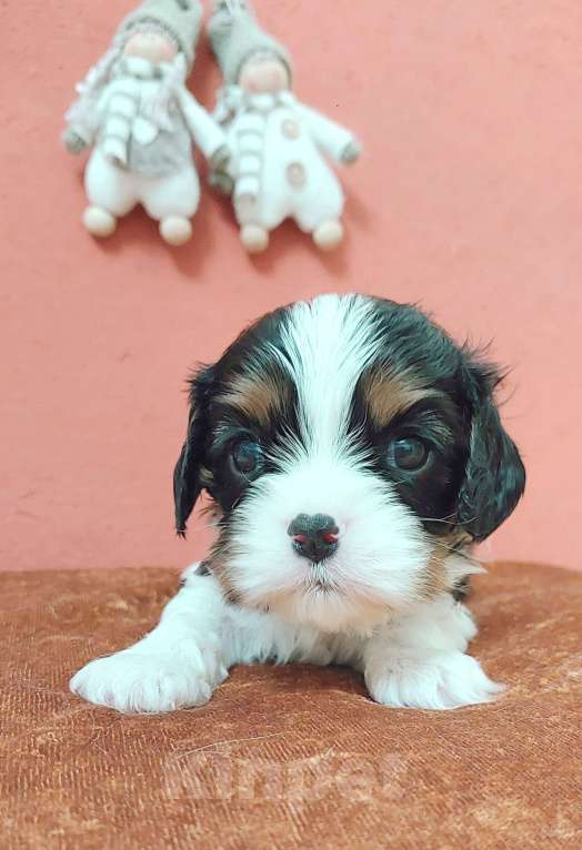 Собаки в Белгороде: Щенки кавалер кинг чарльз спаниель мальчики и девочки  Мальчик, Бесплатно - фото 4