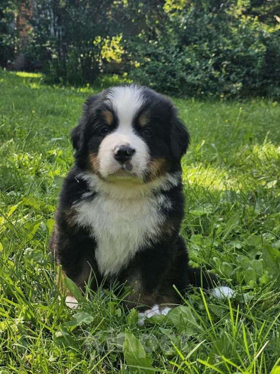 Собаки в других городах Московской области: Питомник "Зенненхунд России" предлагает щенков Мальчик, 180 000 руб. - фото 6