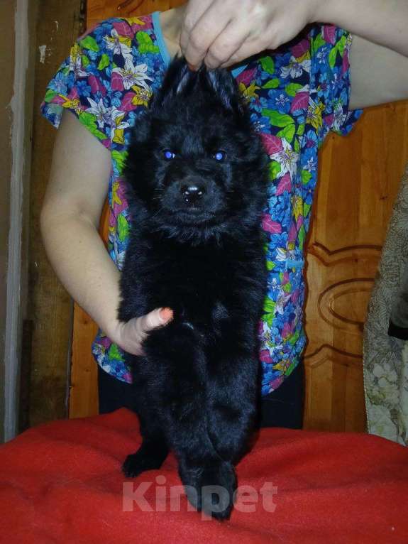 Собаки в Москве: Немка Девочка, 45 000 руб. - фото 2