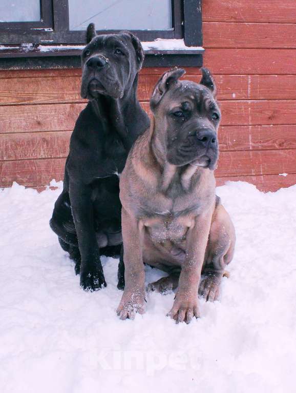Собаки в Вологде: Кане корсо. Подрастают девчёнки Девочка, 70 000 руб. - фото 1