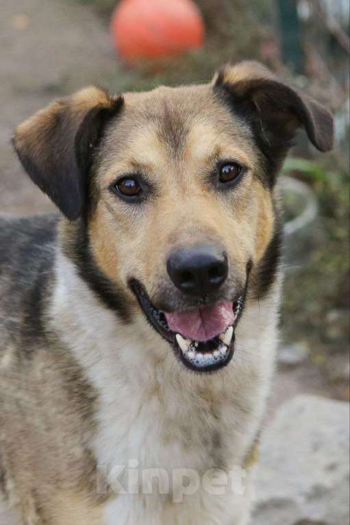 Собаки в Санкт-Петербурге: Добрый, домашний молодой пёс Арчи ищет дом Мальчик, Бесплатно - фото 9