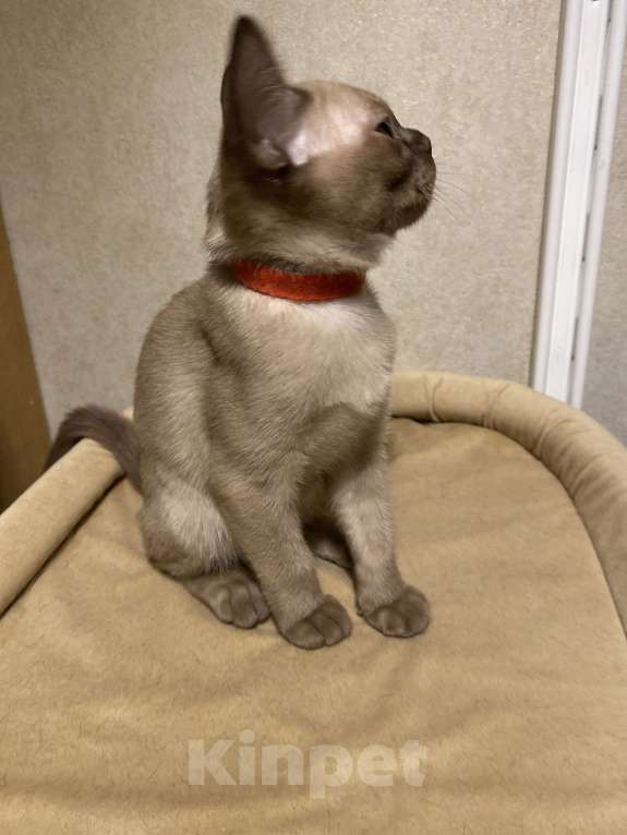 Кошки в Нижнем Новгороде: Бурманские котята Девочка, 50 000 руб. - фото 4