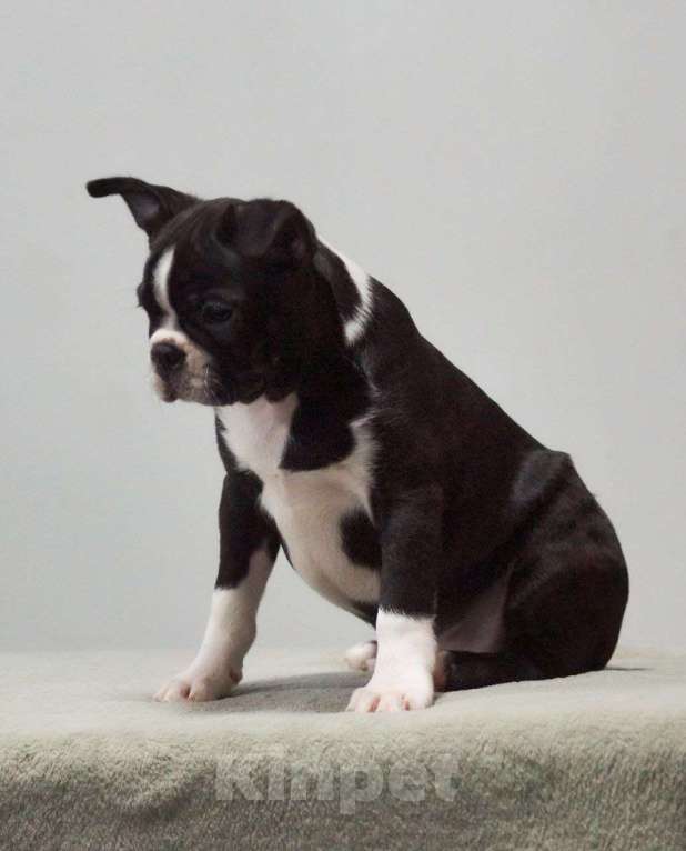 Собаки в Омске: Девочка бостон терьер Девочка, 80 000 руб. - фото 3