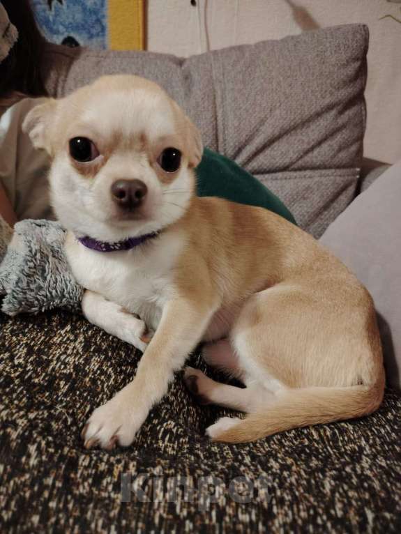 Собаки в Волгограде: Продаются щенки чивини Мальчик, Бесплатно - фото 1