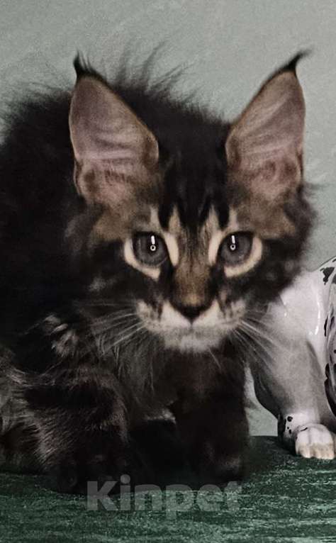 Кошки в Кисловодске: Питомник AnElKron, продажа котят Мальчик, 80 000 руб. - фото 3