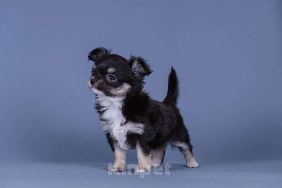 Собаки в Люберцах: Чихуахуа щенки Девочка, 57 000 руб. - фото 1