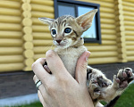 Кошки в Раменском: Тигренок Мальчик, 40 000 руб. - фото 4