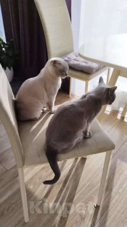 Кошки в Санкт-Петербурге: Бурманский  котенок ( Шампань -эксклюзив) Мальчик, 35 000 руб. - фото 9