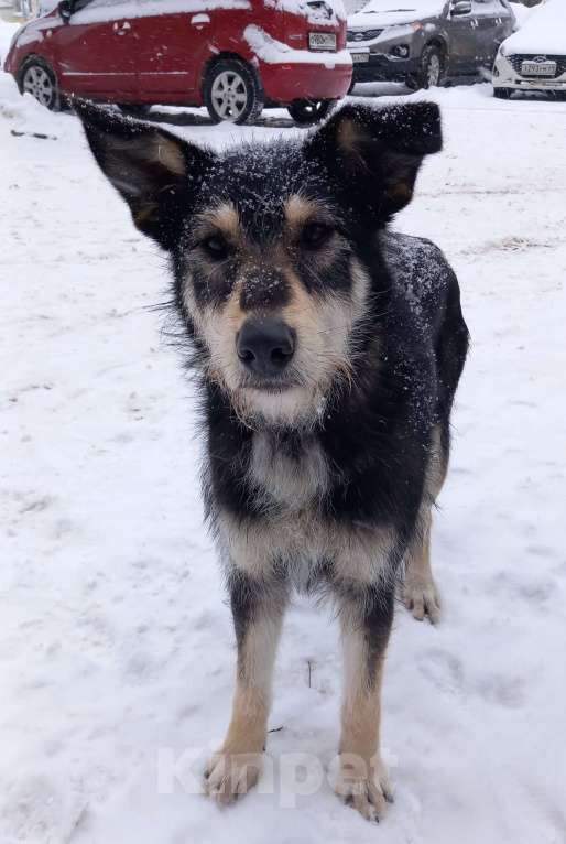 Собаки в Ногинске: Ваше добро останется  Вами! Помогите песику не пропасть... Девочка, Бесплатно - фото 1