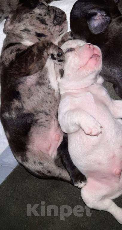 Собаки в Волгограде: Французский бульдог-щенки Мальчик, 20 000 руб. - фото 5