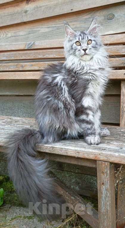 Кошки в Москве: Котенок породы мейн-кун  Девочка, 70 000 руб. - фото 3