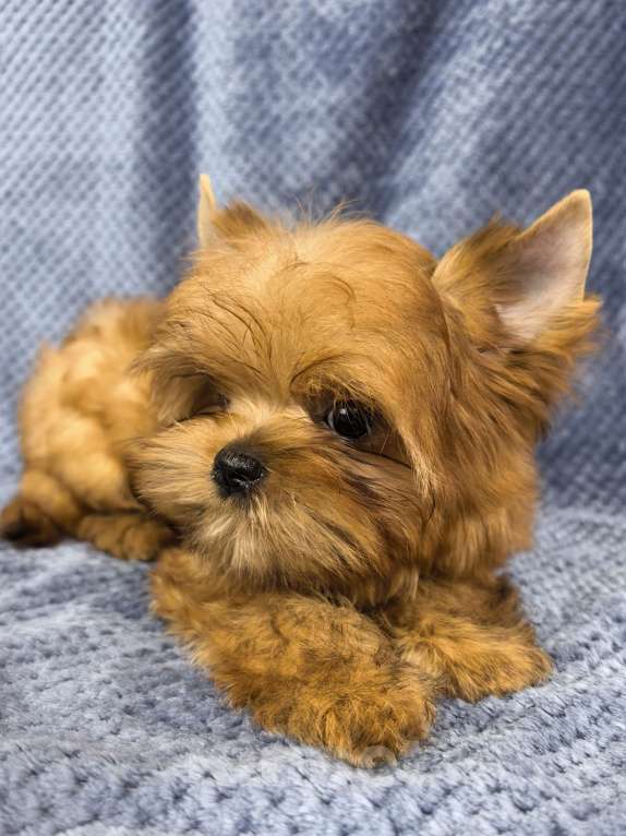 Собаки в Москве: Русская салонная собака Мальчик, 50 руб. - фото 7